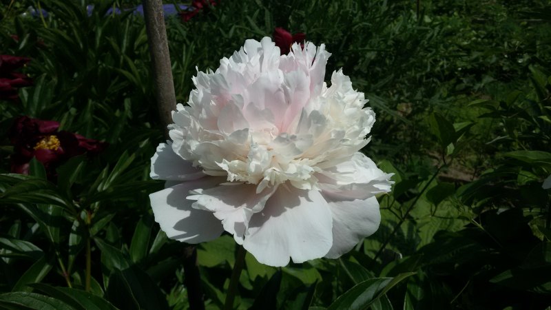 Пион Пастелорама описание