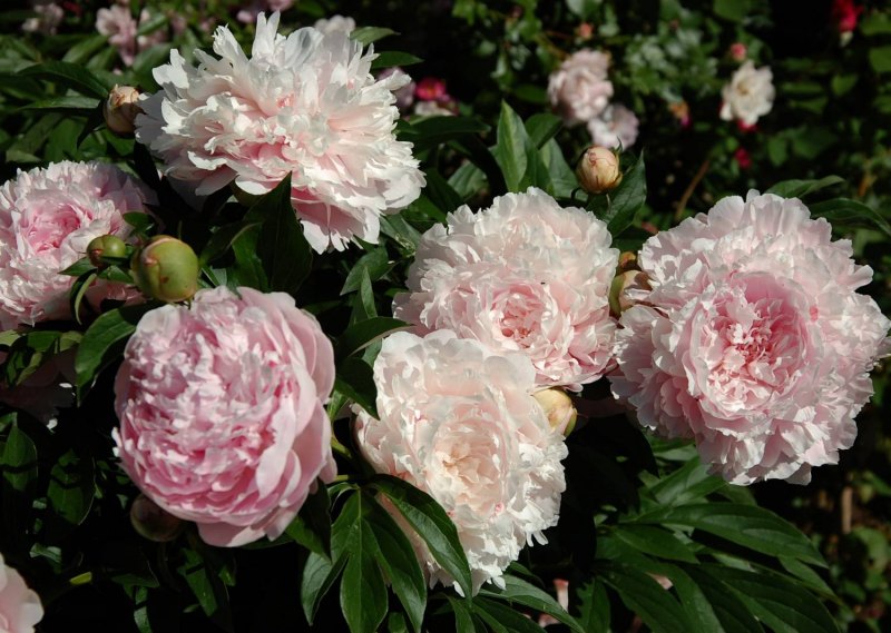 Пион весильна фото