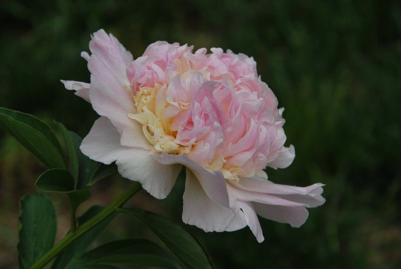 Пион молочноцветковый Нэнси Нора