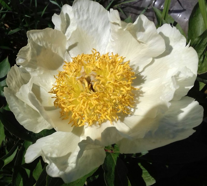 Pastelorama пион