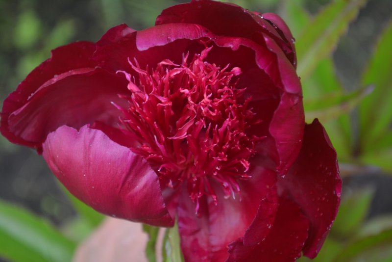 Пион Клер де лун