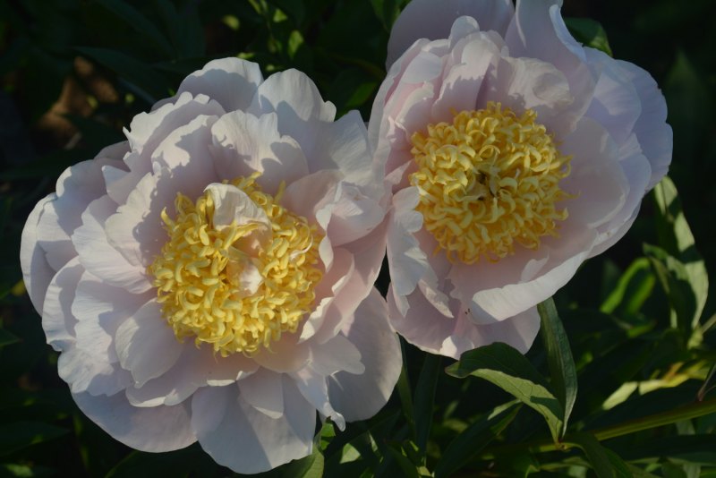 Пион Myrtle Gentry