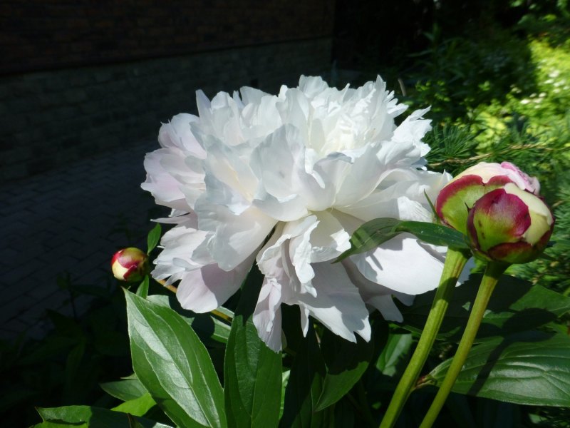 Пион Ширли Темпл