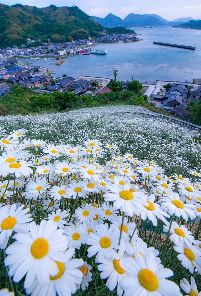 Поле ромашек