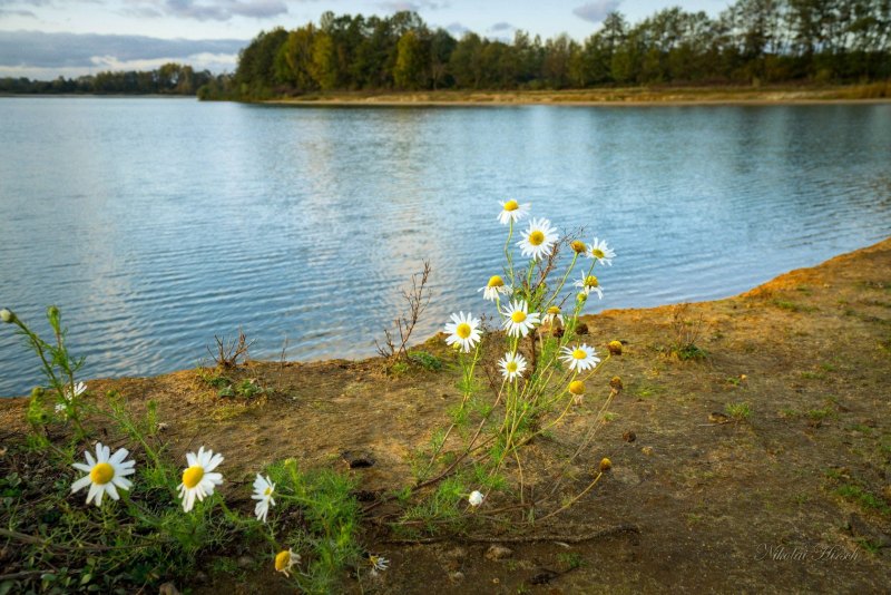 Пейзаж озеро ромашки