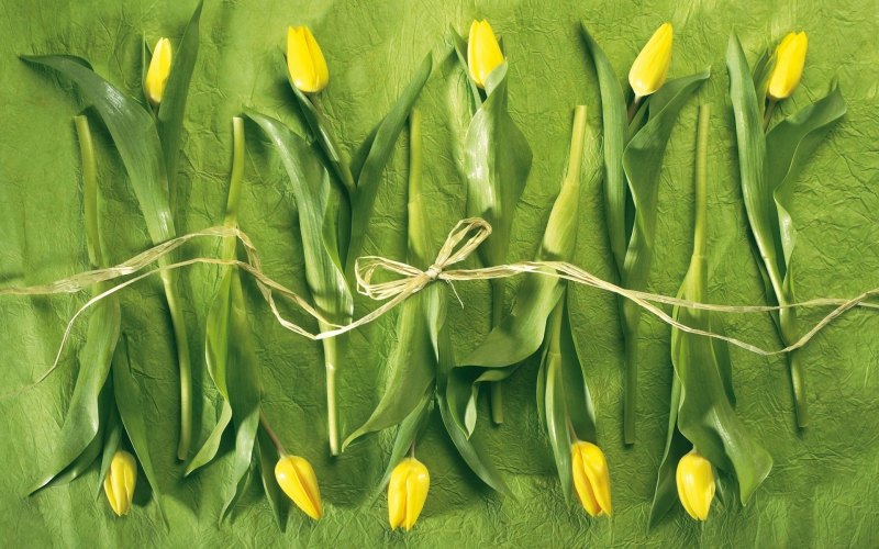 Желтые тюльпаны Эстетика