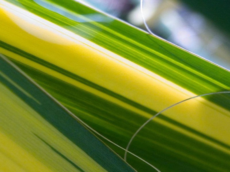 Желто зеленый фон