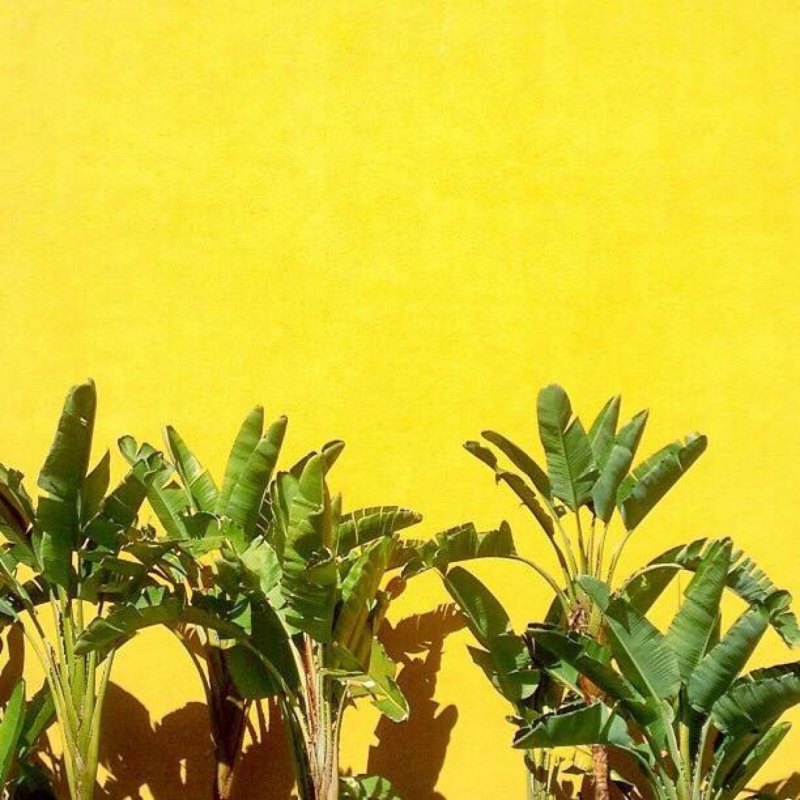 Жёлто зелёнач Эстетика