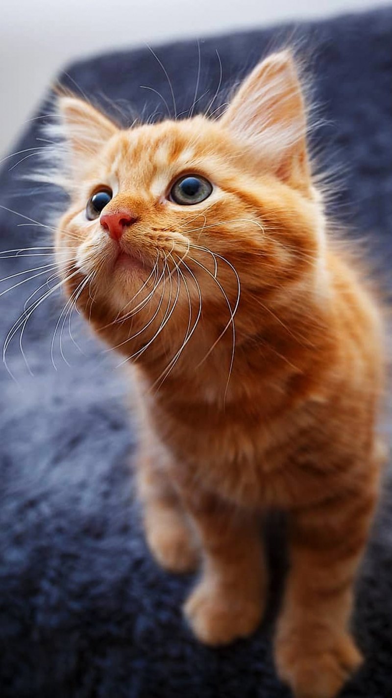 Котик рыжий красивый прикольный