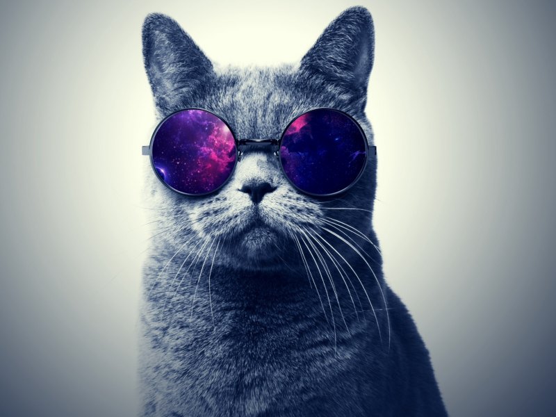 Крутые коты