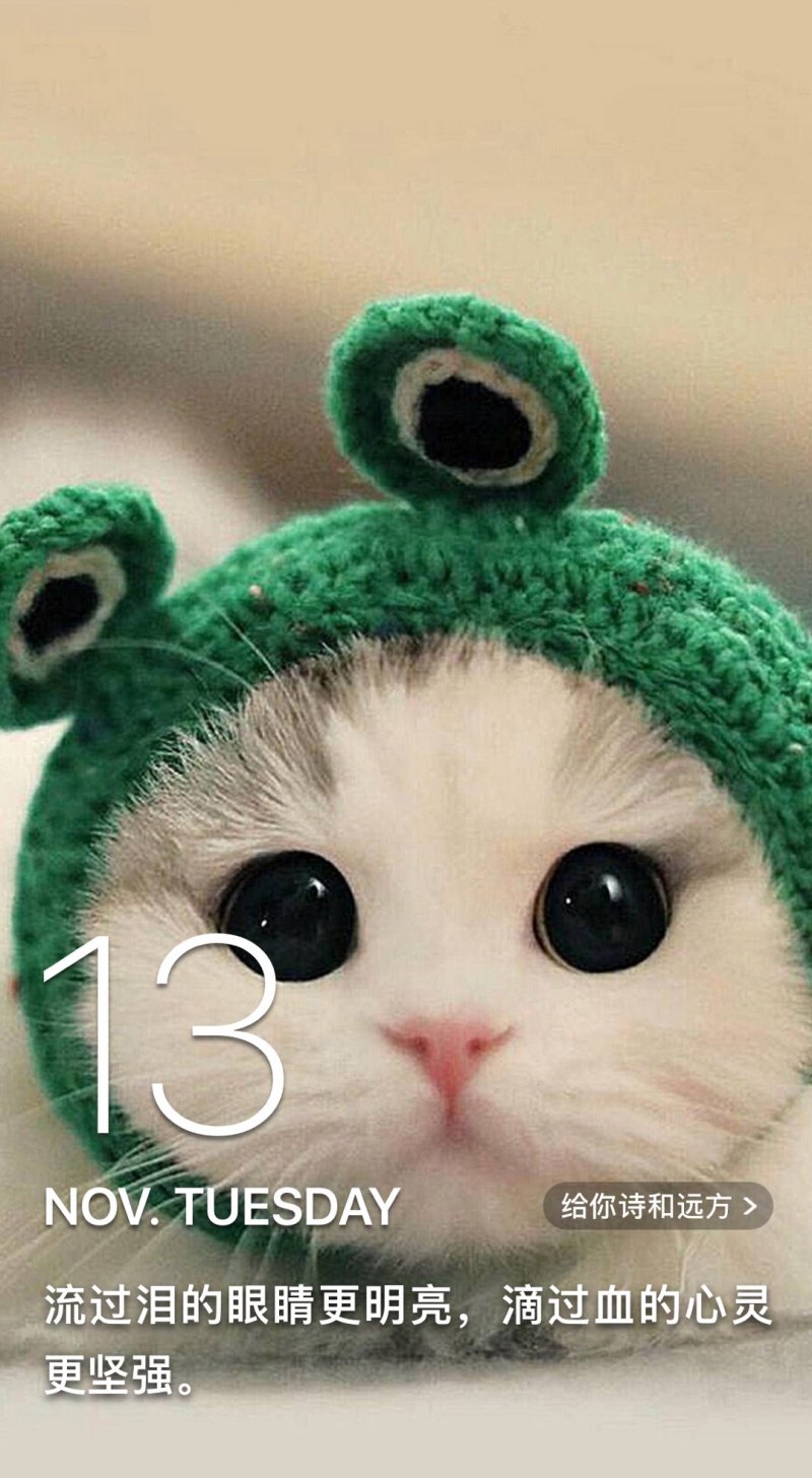 Милый кот в шапке