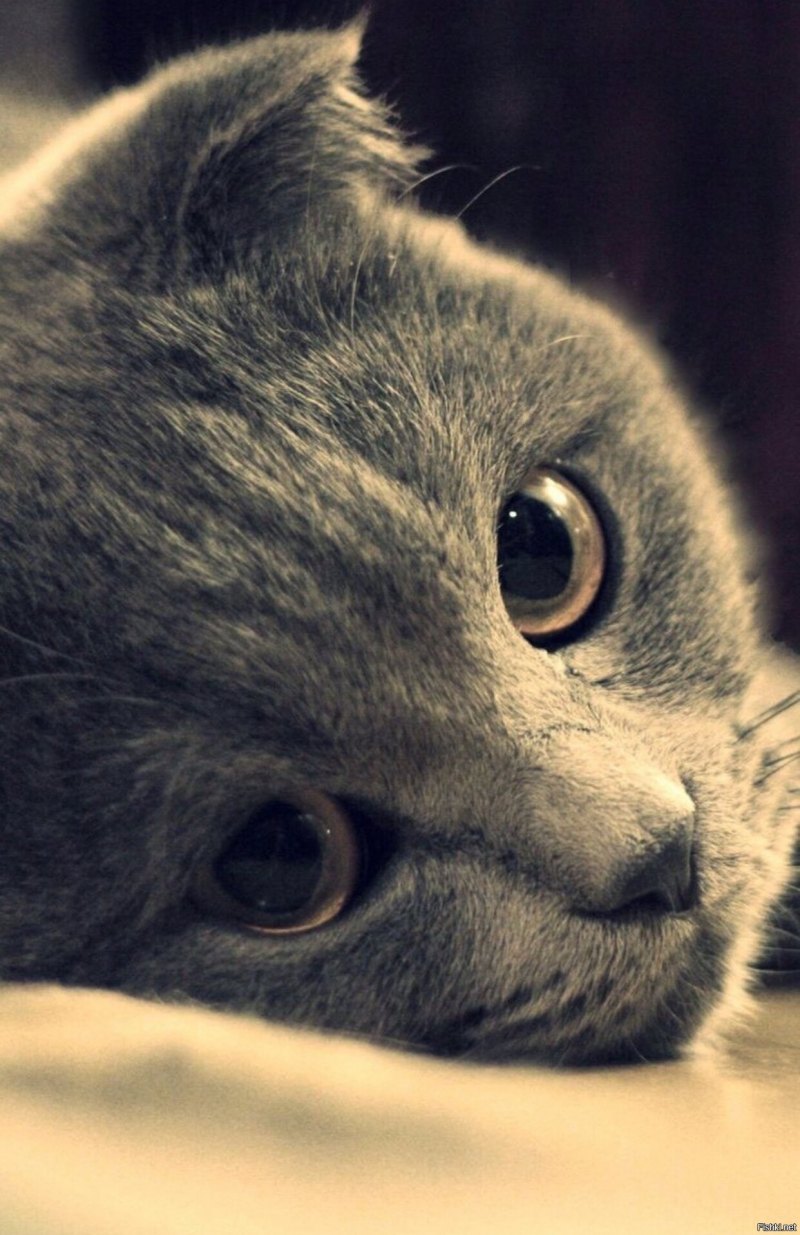 Котик грустит