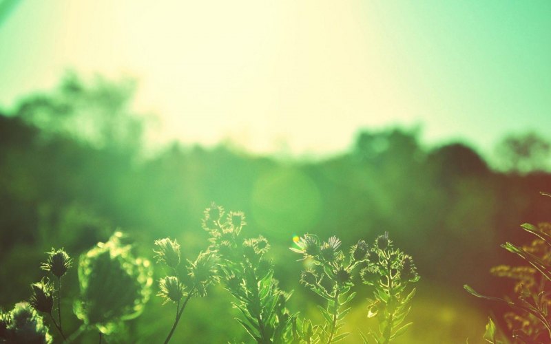 Зелень Эстетика