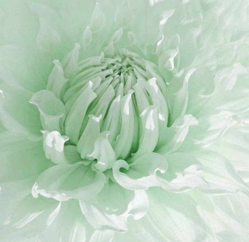 Эстетика нежно зеленого