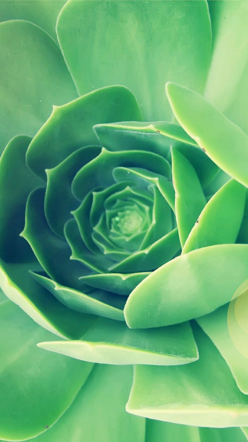 Грин Флауэрс