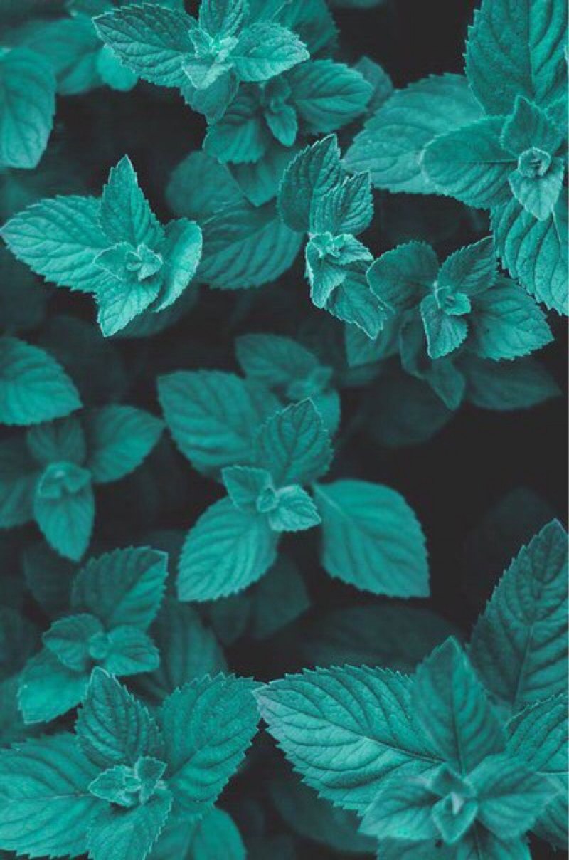 Мята перечная ментоловая