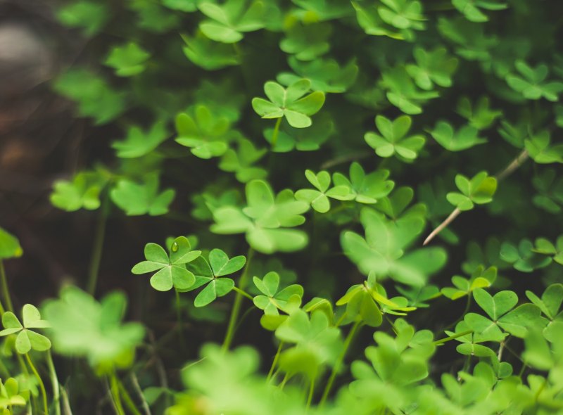 Эстетика четырехлистный Клевер четырехлистный