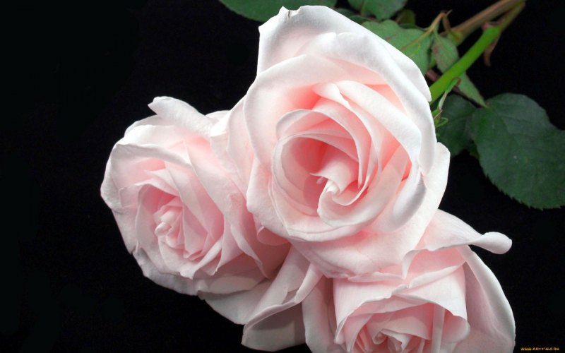 Розовые розы на темном фоне