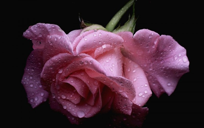 Красивые цветы