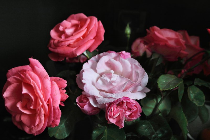 Темно розовые розы