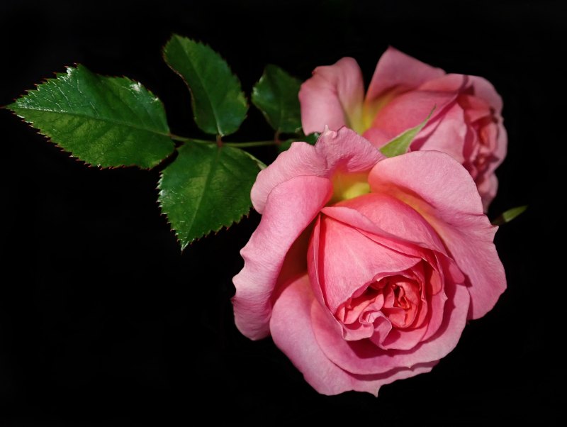 Розовые розы на темном фоне