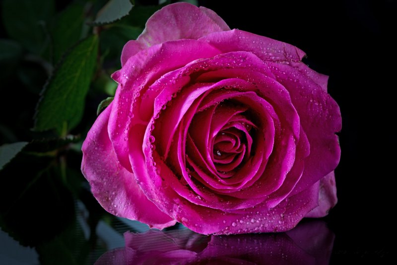 Темно розовые розы