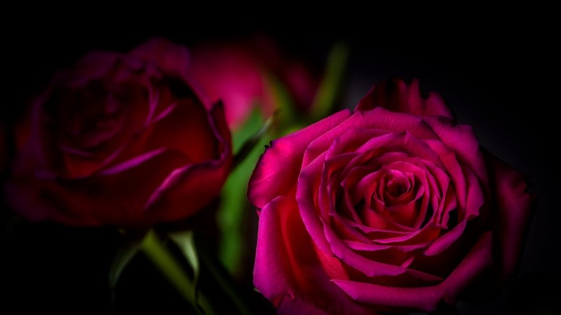 Темно розовые розы