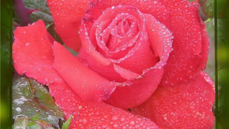 Поздравления с днём рождения Юлии