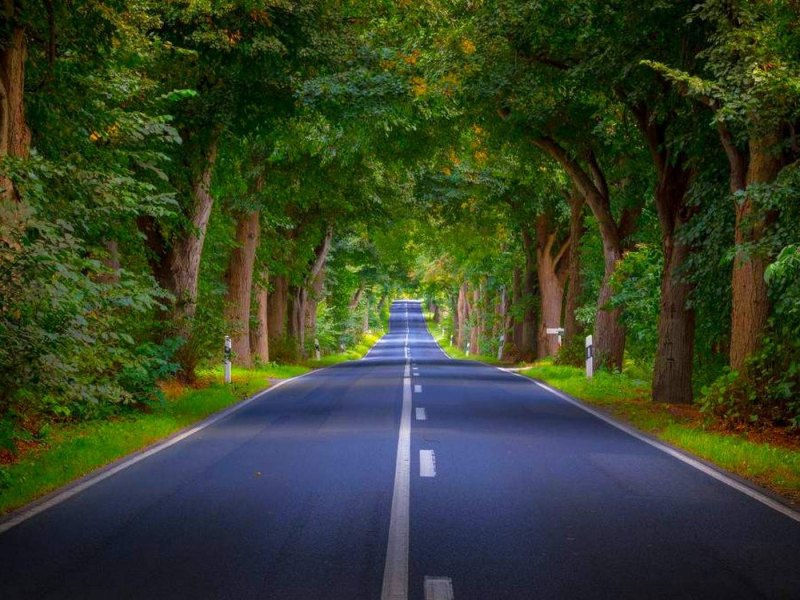 Канада дорога горы леса