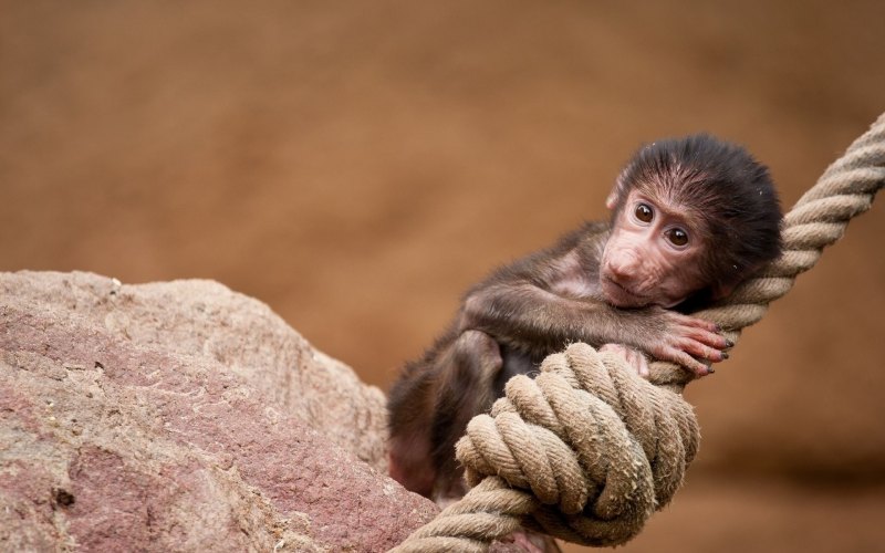 Новорожденная обезьянка
