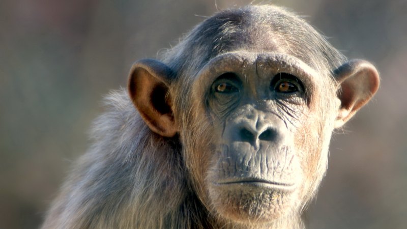 Смешные обезьяны