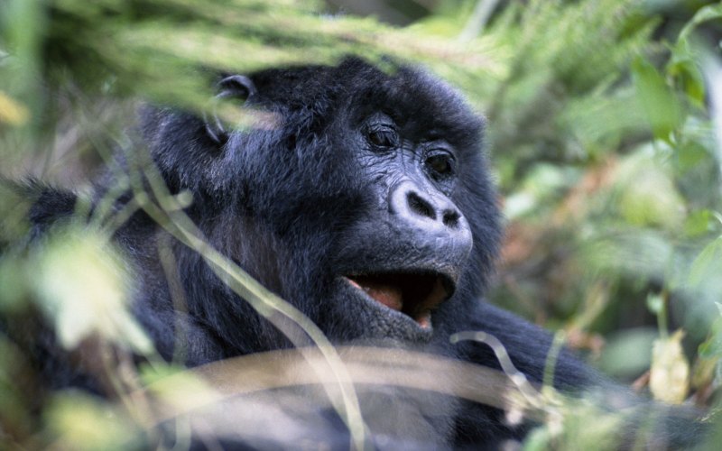 Черномордый шимпанзе