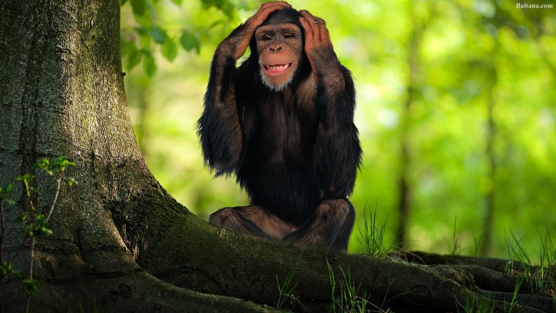 Обезьяна обои