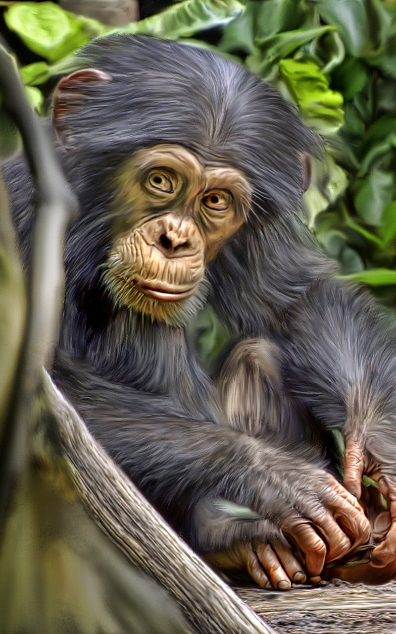 Шимпанзе Оскар