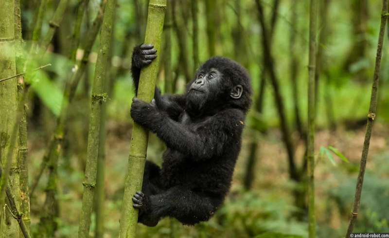 Шимпанзе в Африке