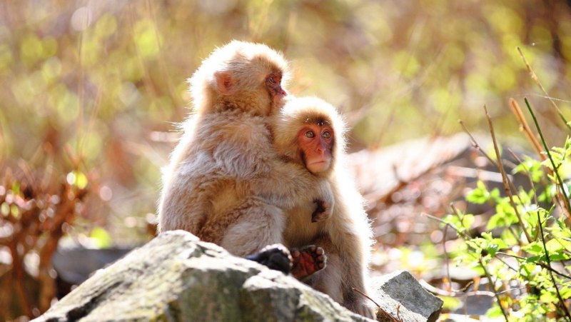 Сонная обезьяна