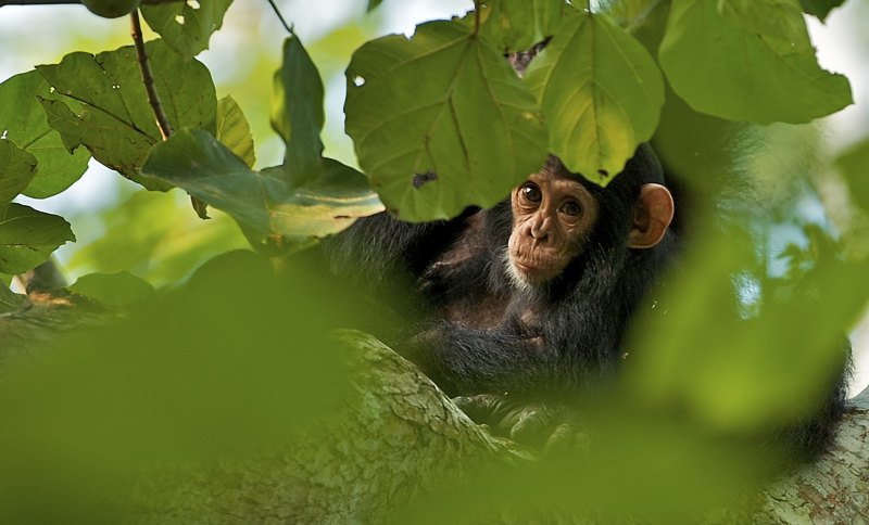 Обезьянка выглядывает