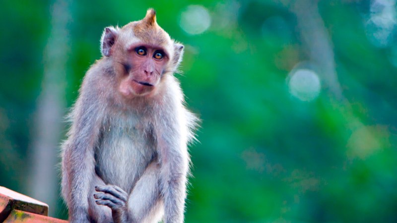 Обезьянка Оби