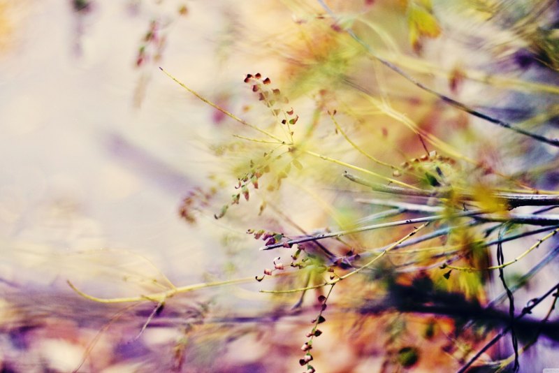 Бежевый фон с цветами