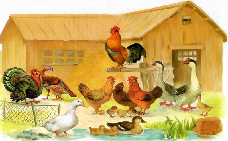 Домашние птицы
