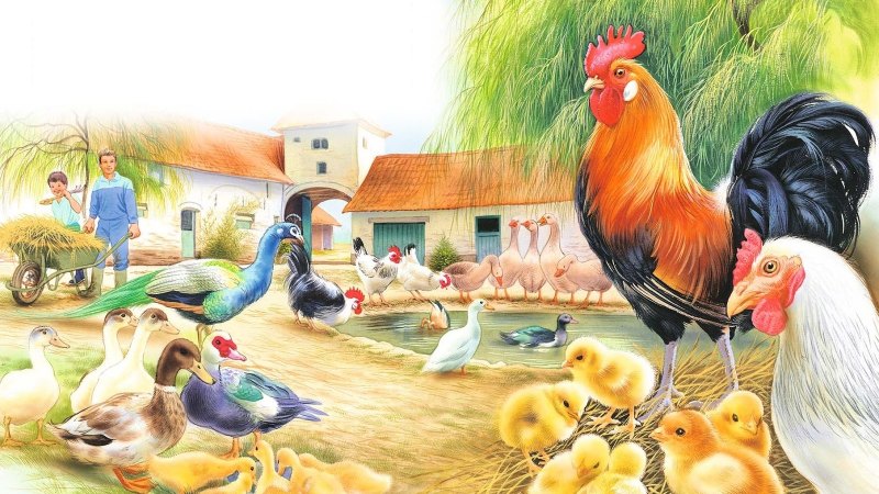 Птичий двор в детском саду