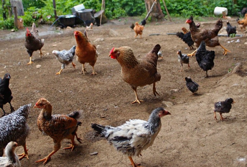 Деревня домашняя птица