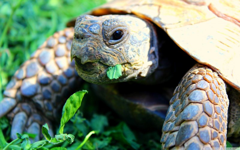 Ушастая черепаха