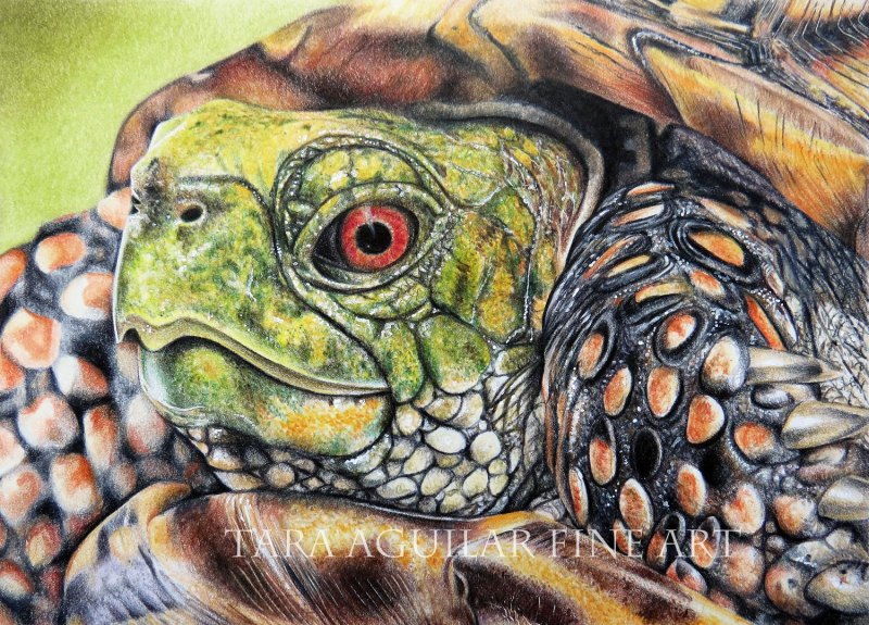 Красноухая черепаха арт