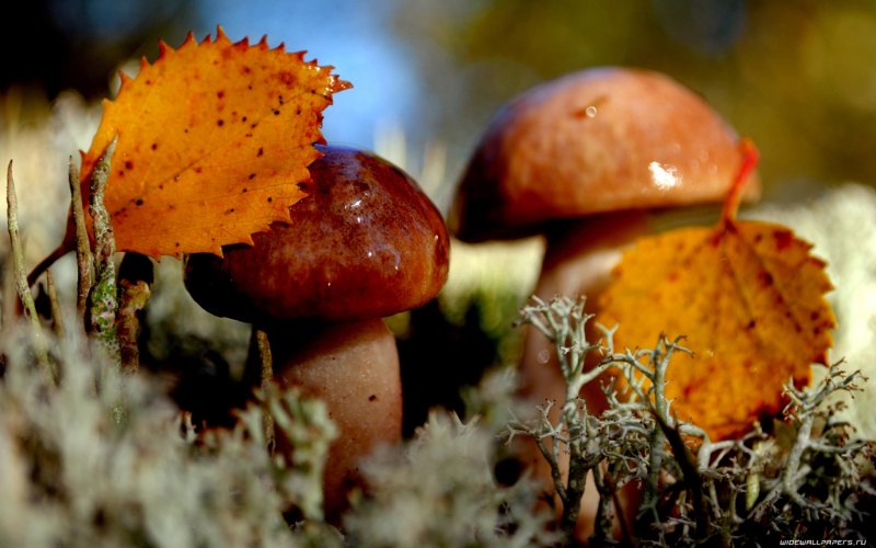 Сентябрь природа