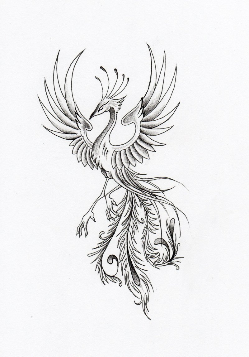 Тату эскиз Феникс Жар птица