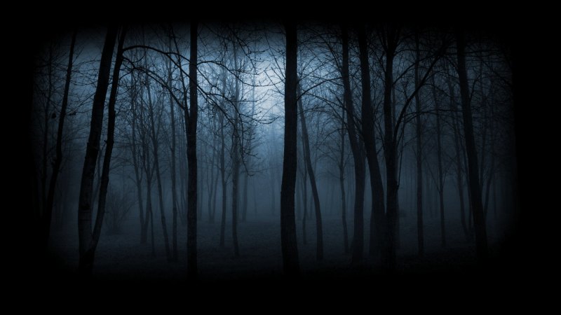 Темный лес в тумане