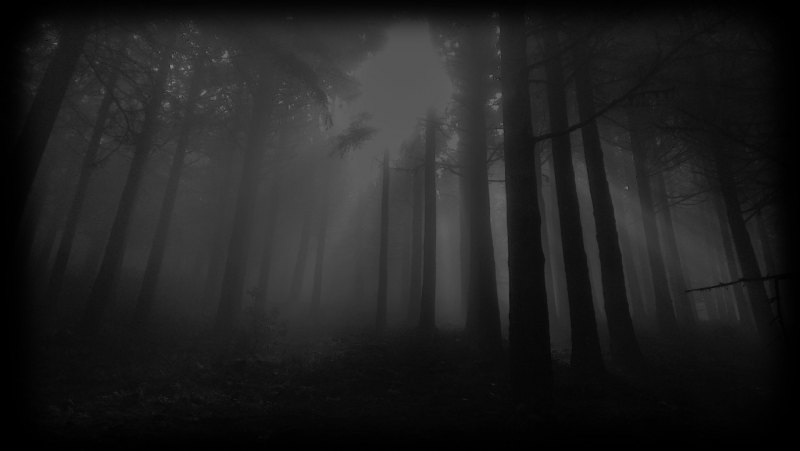 Фон профиля стим лес