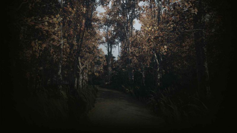 Фон для профиля лес