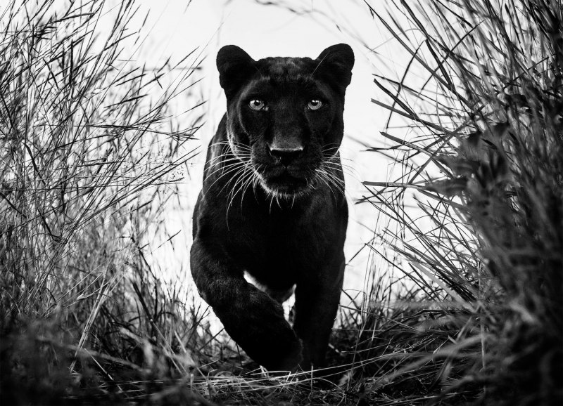 David Yarrow Texas